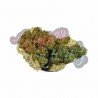 CHERRY BOMB CALI - ONLYCBD -5 GR