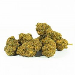 MANGO HAZE - ONLY CBD - 5 GR