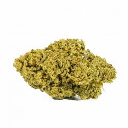 MANGO HAZE - ONLY CBD - 1 GR