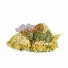 BLUE CHEESE - ONLYCBD - 1GR