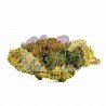 GELATO 33 - ONLYCBD - 1 GR