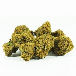 GELATO 33 - ONLYCBD - 5 GR