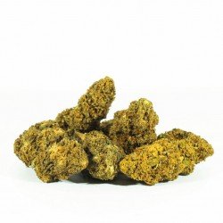 AMNESIA OG - ONLYCBD - 5 GR