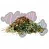 DOLCE TRIM MIX CBD 50GR