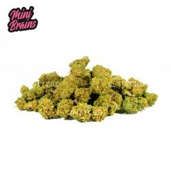 MINI BRAINS - 10GR