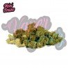 MINI BRAINS - 10GR