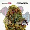 BANANA SMASH - ONLYCBD - 1 GR