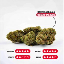 BANANA SMASH - ONLYCBD - 1 GR