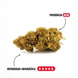 BERRY CREAM - ONLYCBD - 5 GR