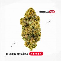 AMNESIA OG - ONLYCBD - 1 GR