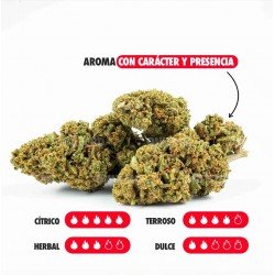 AMNESIA OG - ONLYCBD - 5 GR