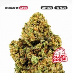 AMNESIA OG - ONLYCBD - 5 GR