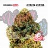 AMNESIA OG - ONLYCBD - 5 GR