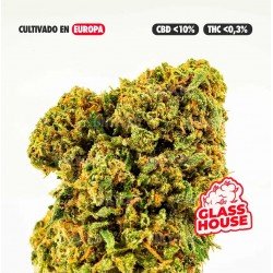 GELATO 33 - ONLYCBD - 1 GR