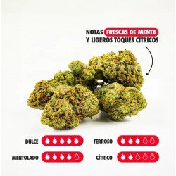 GELATO 33 - ONLYCBD - 5 GR
