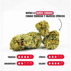 BLUE CHEESE - ONLYCBD - 5GR