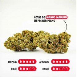 MANGO HAZE - ONLY CBD - 1 GR