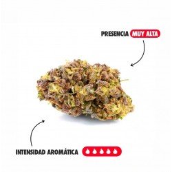 KRIPPY KUSH - ONLYCBD - 5 GR