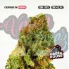 CHERRY BOMB CALI - ONLYCBD -1GR