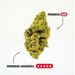 CHERRY BOMB CALI - ONLYCBD -5 GR