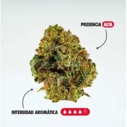 Golden Nuggets - 50gr - ONLY CBD