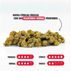 MINI BRAINS - 25GR