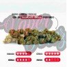 MINI BRAINS - 25GR