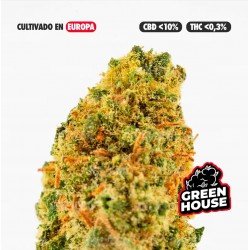 MINI BRAINS - 25GR